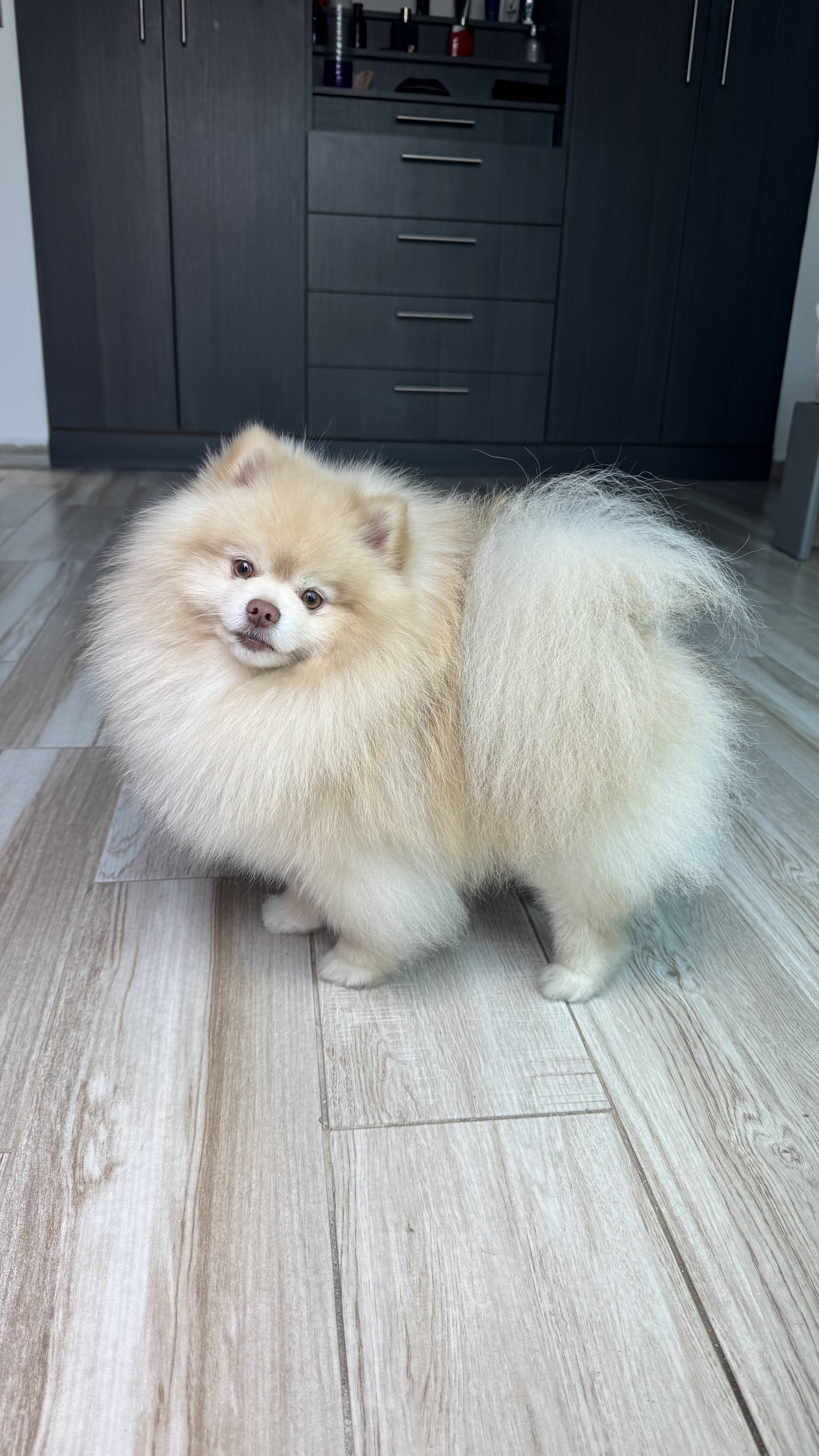 Copito Fogoso