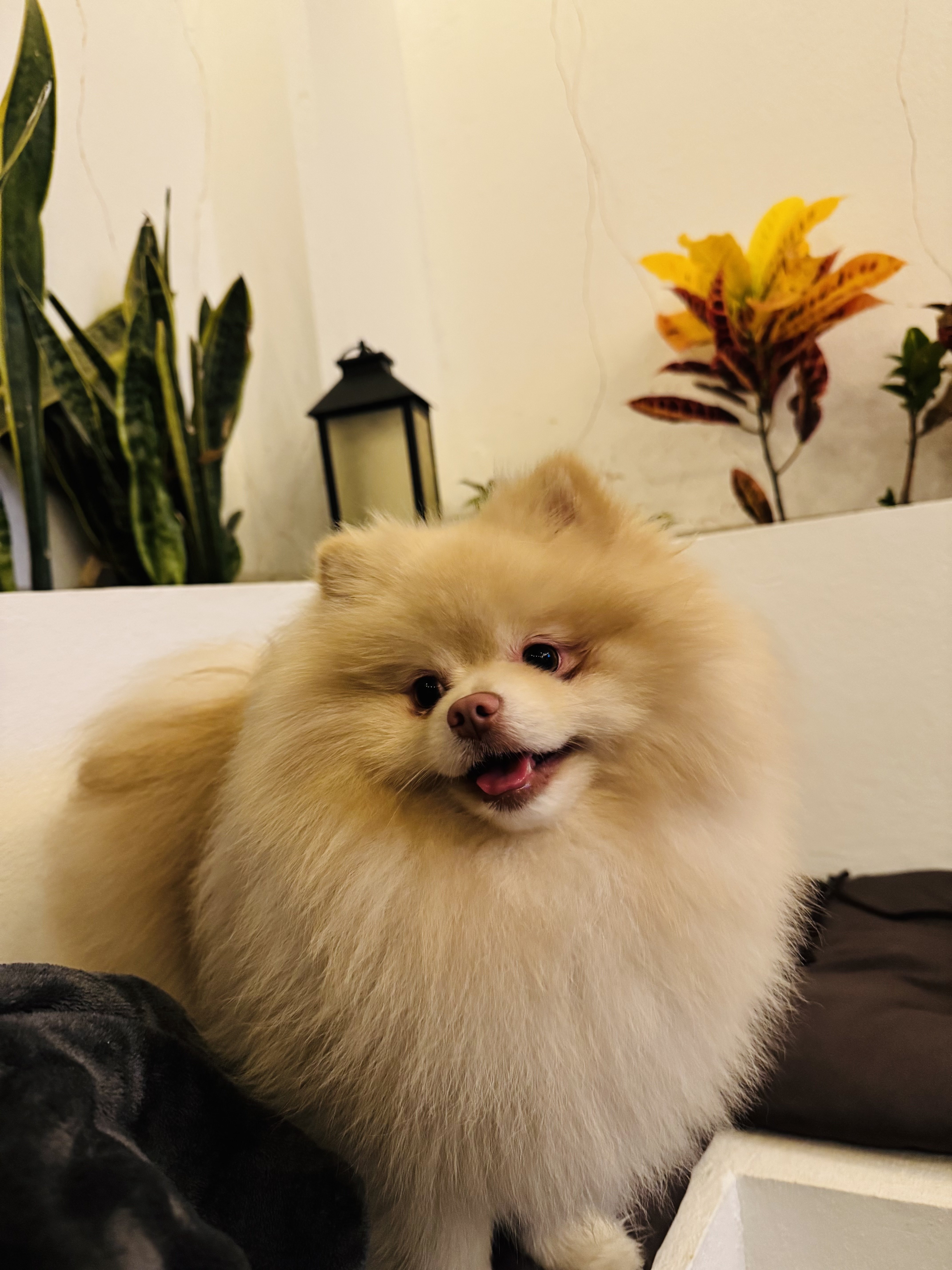 Copito Ponsoñoso