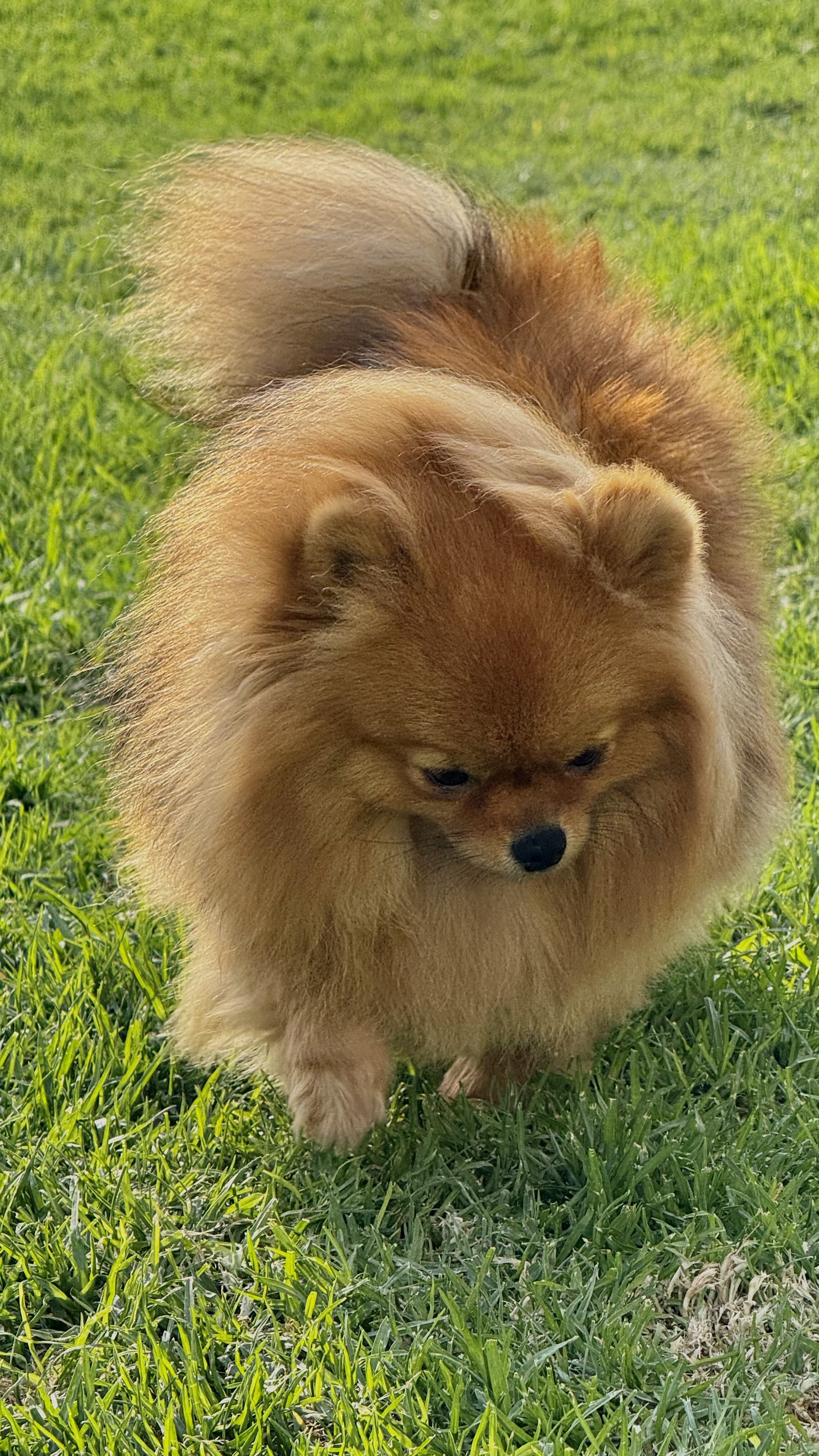 Pomerania feliz